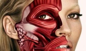 Роботів роблять все більше схожими на людей