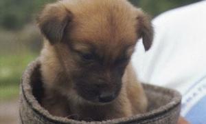 Корейці створили першу у світі віртуальну істоту, що має штучний ген