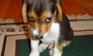 Собака прострелив своєму хазяїнові сідницю