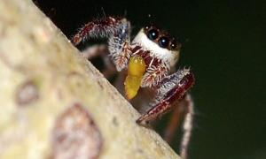 Вчені вперше в історії знайшли павуків-вегетаріанців