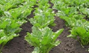 Мінагрополітики прогнозує щорічне збільшення врожаїв