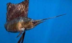 Вчені говорять про підвищення кислотності океанів