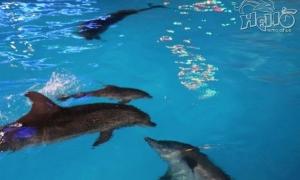 Дельфіненя народилося під час вистави