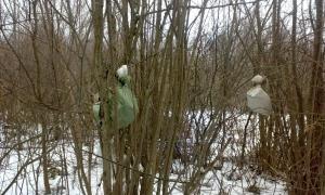 Волинські прикордонники виявили контрабандне м'ясо на деревах