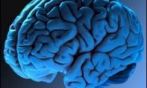 Учені довели, що мозок має необмежений потенціал росту