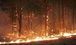 Українцям заборонено заходити в ліс на травневі свята
