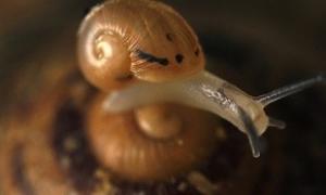 Вчені: Секс виник як засіб проти паразитів