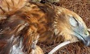 На Мальті вбили 150 рідкісних птахів