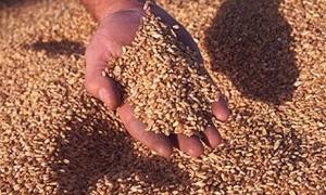 В Україні зібрано 46 мільйонів тонн зерна