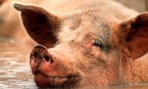 У Мексиці від свинячого грипу померли 103 людини