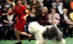 Школа танців для собак відкрилася в Австралії