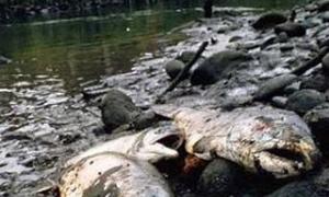 На Черкащині масово гине риба