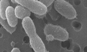 Вчені навчились отримувати енергію з хаотичного руху бактерій