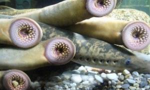 У Балтійському морі голодні міноги почали нападати на людей