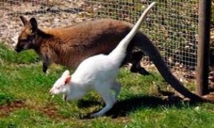 У Данії живе білий кенгуру