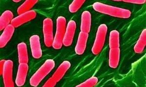 У Греції стався спалах рідкісного вірусу