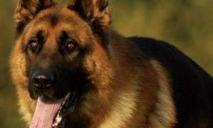 У Великобританії собака підняв по тривозі військову базу