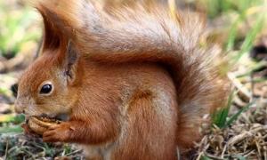 Сиктивкар заполонили білки