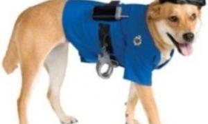 У Південній Кореї клонують унікального поліцейського пса