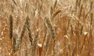 Єгипет забракував партію української пшениці