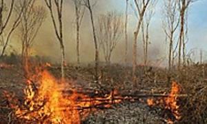 На Житомирщині горить 550 гектарів лісу