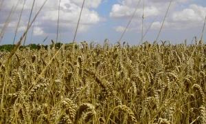 Аграрії намолотили майже 30 мільйонів тонн зерна