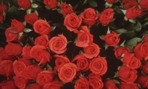 Китайський наречений подарував коханій 99 999 червоних троянд