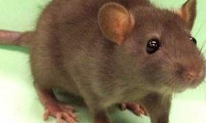 Піддослідних щурів замінять на амеб та метеликів