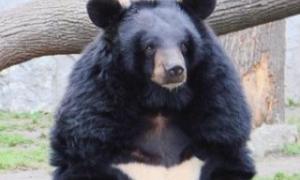 Ведмідь прийшов у гості до американської сім'ї