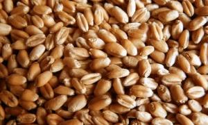 Ціни на хліб зростуть