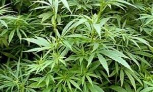 У Франції затримали найбільшу партію коноплі