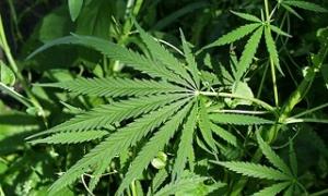 Росіянин вивчав фотосинтез на коноплі