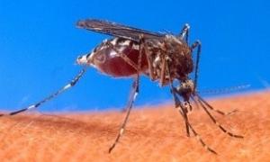 Опубліковано топ-10 найнебезпечніших тварин