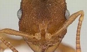 Вчені знайшли мурах-феміністок, які живуть без сексу і самців