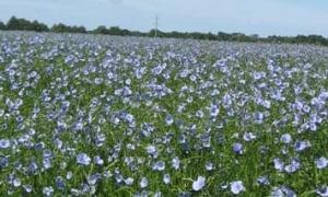 На Волині хочуть відновити льонарську галузь