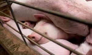 У Києві офіційно підтверджено другий випадок 