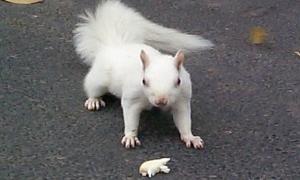 Пенсіонерка спіймала у кадр двох білок-альбіносів