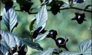 Четверо підлітків отруїлися дурман-травою