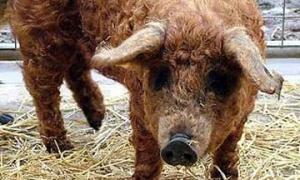 На британському аукціоні продали кучеряву свиню за 250 фунтів