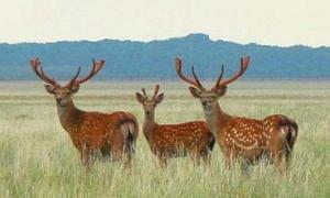 Асканія зберігає шанс стати одним з 7-ми чудес світу