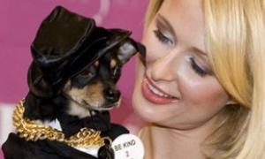 Періс Хілтон побудувала особняк для своїх собак