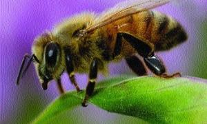 Бджоли зірвали футбольний матч  