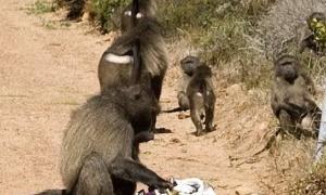 В Африці мавпа обікрала британських туристів