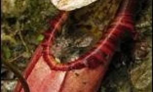 На Філіппінах знайшли рослину-хижака