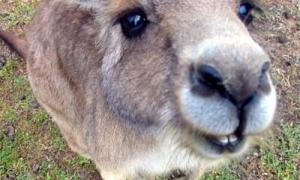 Сп'янілі від маку кенгуру витоптують кола на полях Австралії