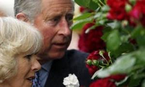 Для принца Чарльза виведено новий сорт троянди з запахом цитрусових