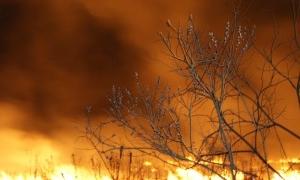Лісівники Волині відзвітували про стан і перспективи розвитку лісового господарства