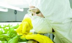 Один каже так, другий — сяк, а виходить ГМО-бардак