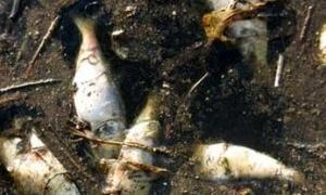 В Азовському морі гине риба