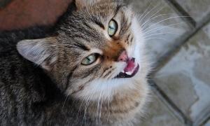 Власників котів зобов'яжуть вішати таблички «Обережно, коти!»
